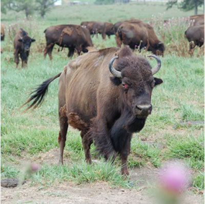 Winnebago Buffalo Herd